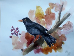 Usignolo Pettirosso Merlo Cardellino acquerello watercolors uccelli arte Stella Ehinar pittura acquerelli (3)